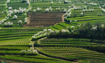 Vinska klet Brda i vina koja osvajaju tržite Bosne i Hercegovine