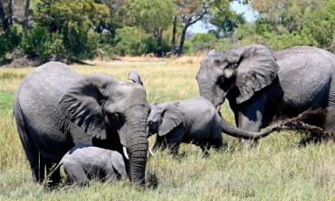 Slonovi u Zimbabveu umiru od suše i gladi