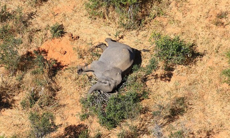 Stotine slonova uginulo u Bocvani